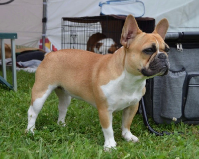 Étalon Bouledogue français - Tokyo du Roc des Wolf Dogues