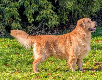 Étalon Golden Retriever - Masters of Water Sky}