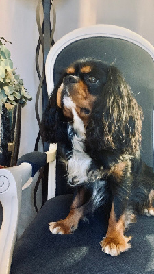 Étalon Cavalier King Charles Spaniel - Sully De La Baie De La Mancha