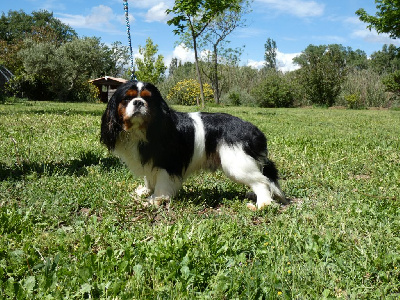 Étalon Cavalier King Charles Spaniel - Soprano Du Mas De Dixie