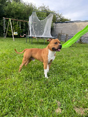 Étalon American Staffordshire Terrier - Mon chien Du Domaine Des Trois H