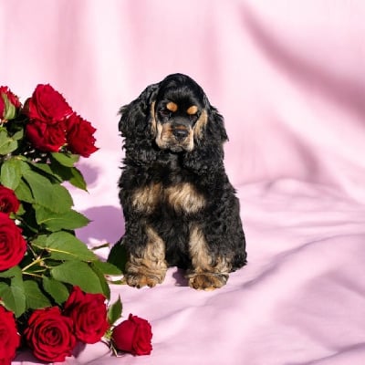 Étalon American Cocker Spaniel - Romy schneider du domaine de sainte gladyce