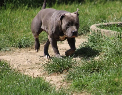 Étalon American Staffordshire Terrier - Raya (Sans Affixe)