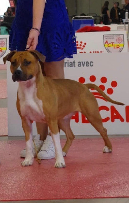 Étalon American Staffordshire Terrier - Burning Staff Unforgettable to royal court