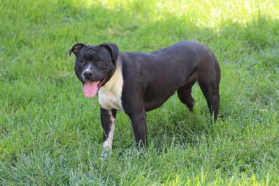 Étalon American Staffordshire Terrier - Skippy (Sans Affixe)