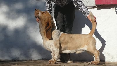 Étalon Basset Hound - Votre altesse z'oreilles des Cotes de la Saunade