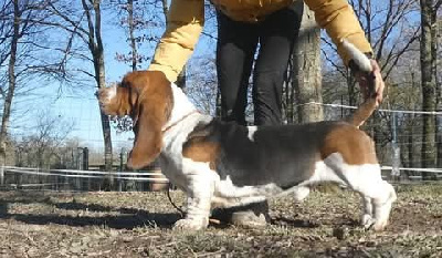 Étalon Basset Hound - Vagabond Des Contrées Alpines