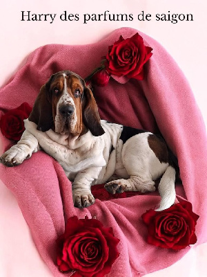 Étalon Basset Hound - Harry Des Parfums De Saigon