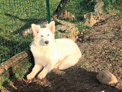 Étalon Berger Blanc Suisse - Very lovely wish upon a star Des chemins du poitou