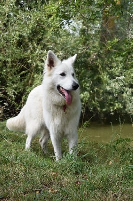 Étalon Berger Blanc Suisse - Taya Du Cheval De Loire