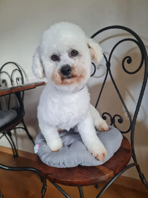 Étalon Bichon Frise - Saké De La Clède Champtressac