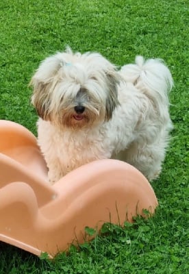 Étalon Bichon Havanais - Unick les terres verte de l’avesnois