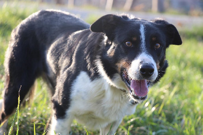 Étalon Border Collie - CH. Pampi Des Bergers Des Chaupous