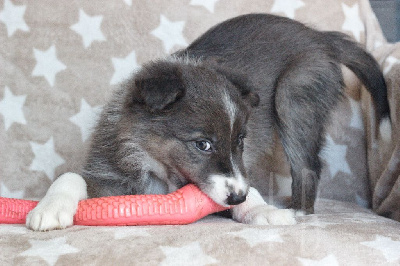 Étalon Border Collie - Very muinlove kamrya Des Ginkgo Bleus