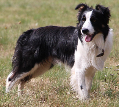 Étalon Border Collie - CH. Lucky (Sans Affixe)