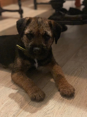 Étalon Border Terrier - Sweetpea girl (Sans Affixe)