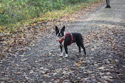 Étalon Boston Terrier - Sansa Du Castel Dark