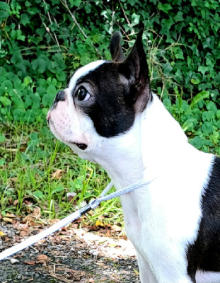 Étalon Boston Terrier - Ever Single Under the magic spell