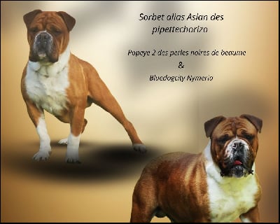 Étalon Bulldog continental - Sorbet alias aslan Des Pipettechorizo}