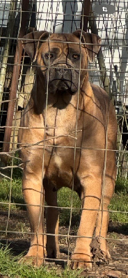 Étalon Cane Corso - Titane des gardiens d'Ecosse