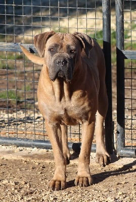 Étalon Cane Corso - CH. Ultimate girl des gardiens d'Ecosse