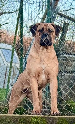 Étalon Cane Corso - Be like star casa kovac