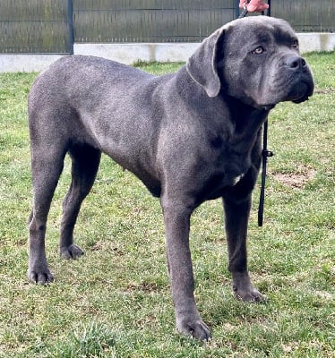 Étalon Cane Corso - Umbra Des Calanques De Piana