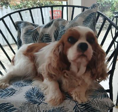 Étalon Cavalier King Charles Spaniel - Simon De La Rivière Du Mât