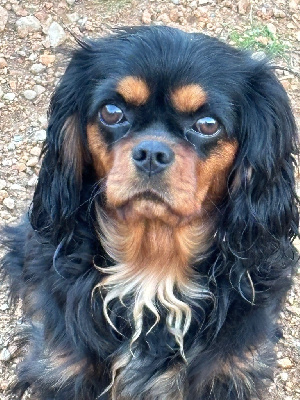 Étalon Cavalier King Charles Spaniel - Urfee Du Clos De Compostelle