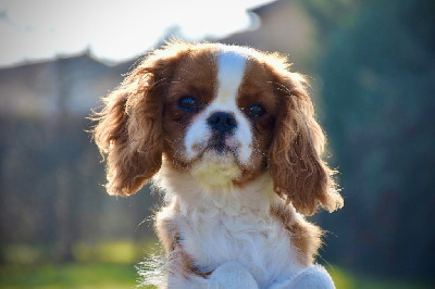 Étalon Cavalier King Charles Spaniel - Véritable amour Du Domaine De Mayna Love