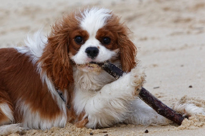 Étalon Cavalier King Charles Spaniel - Perceval des Deux EquiNoxes