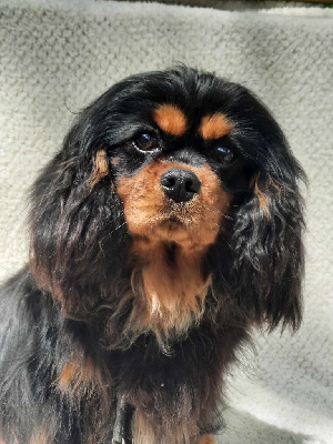 Étalon Cavalier King Charles Spaniel - Tyna D'ysatis