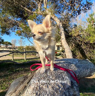 Étalon Chihuahua - Vanity Des Petits Amours D'Arcadie