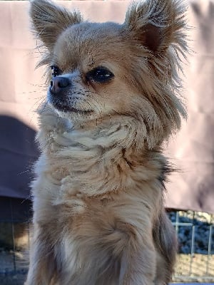 Étalon Chihuahua - Toundra bleue du domaine de la Sereine