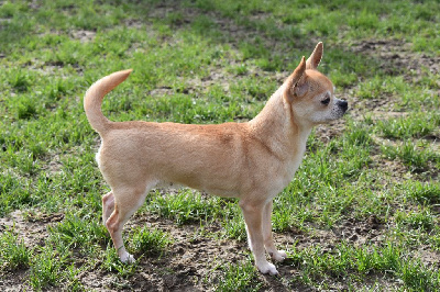 Étalon Chihuahua - Nalla De La Cite D'esmee