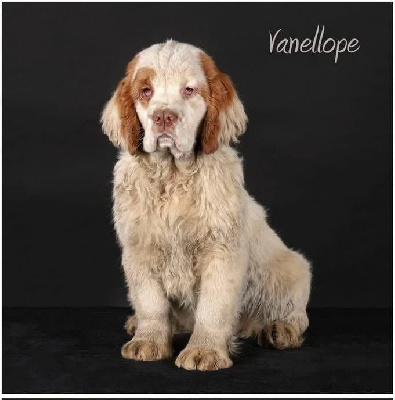 Étalon Clumber Spaniel - Mind Bossea's Vanellope von schweetz