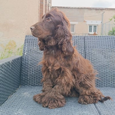 Étalon Cocker Spaniel Anglais - Théa d'Oup-Ouaout