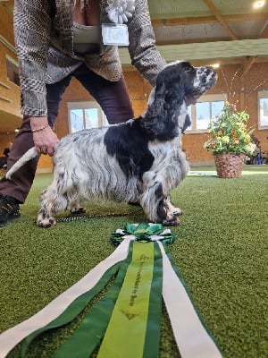 Étalon Cocker Spaniel Anglais - CH. la marmatida Los ombues}