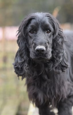 Étalon Cocker Spaniel Anglais - Uvi d'Oup-Ouaout