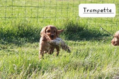 Étalon Cocker Spaniel Anglais - Trompette de Puy Marien