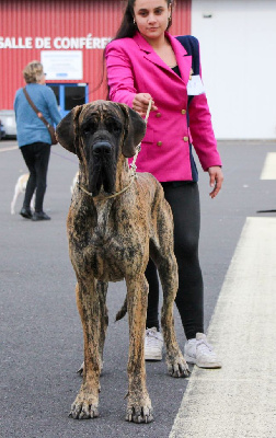 Étalon Dogue allemand - Thais Des Poe D'Hina