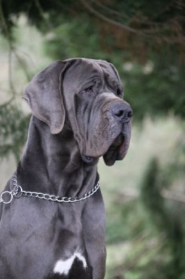 Étalon Dogue allemand - Umrao des apollons de la Salud