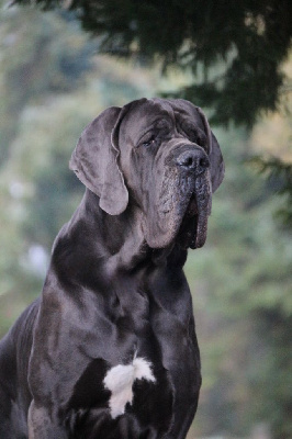 Étalon Dogue allemand - Pakko de la Lande des Géants Bleus