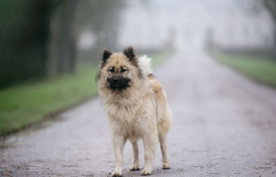 Étalon Eurasier - Solo and chewie Du Royaume D'ebène