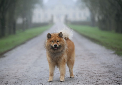 Étalon Eurasier - Randy Du Royaume D'ebène