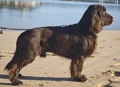 Étalon Field Spaniel - TR. CH. calico's Quack to the future