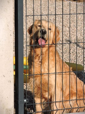 Étalon Golden Retriever - Roberte Elixir d'Aydoilles