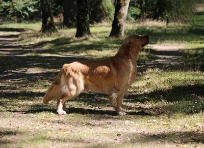 Étalon Golden Retriever - Salto des Légendaires Nahauri