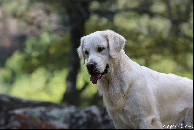 Étalon Golden Retriever - CH. Tequila sunrise for dragons (Sans Affixe)