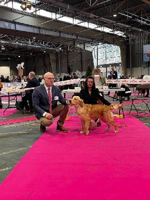 Étalon Golden Retriever - Volcanic bomb de la rivière d'opale